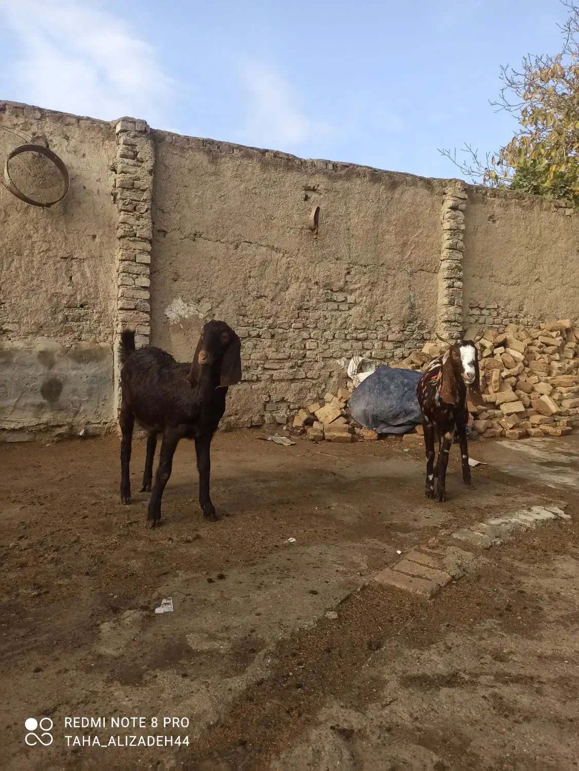 دوراس بزغاله|حیوانات مزرعه|گنبد کاووس, |دیوار
