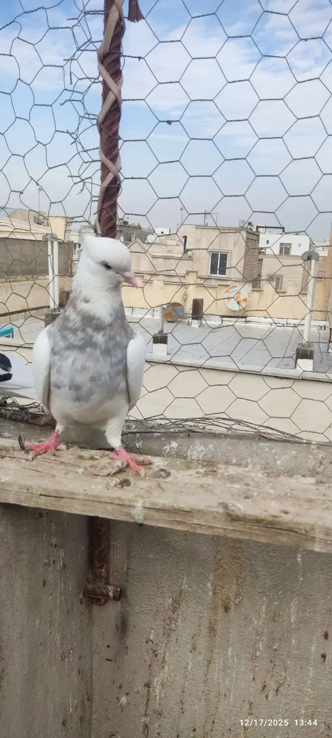 کبوتر طوقی سرور|پرنده|ری, شهید بهشتی|دیوار