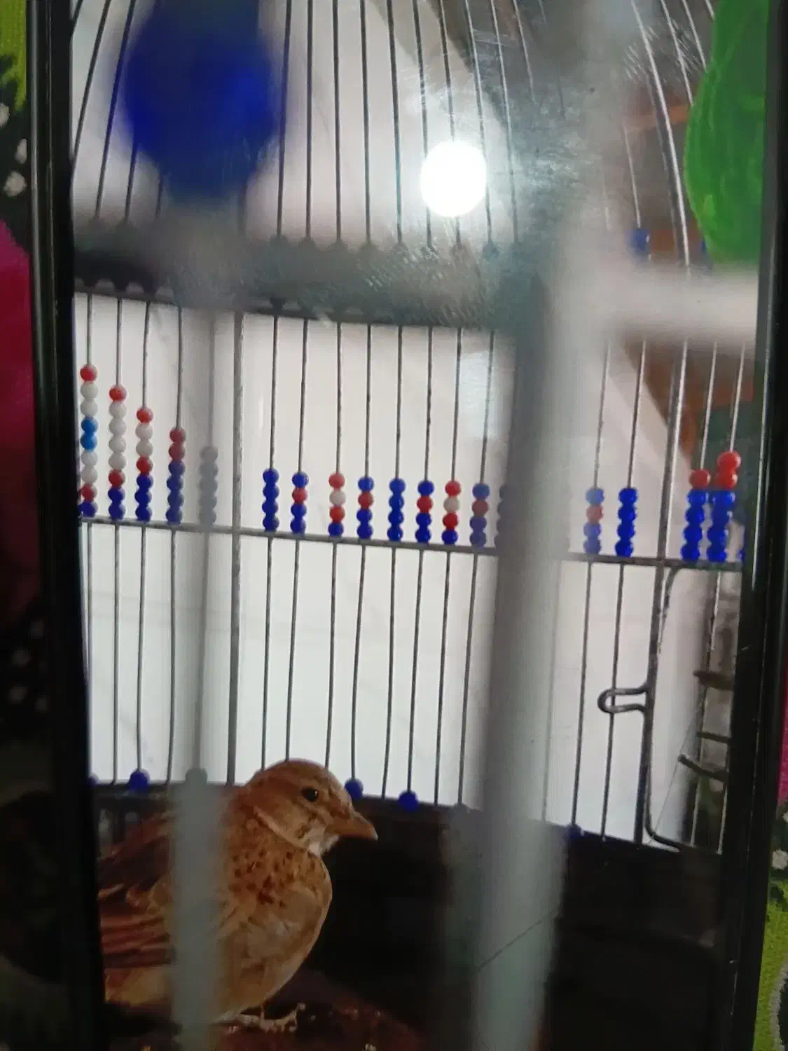 سهره خاکی ماده|پرنده|رشت, قاسمیه|دیوار