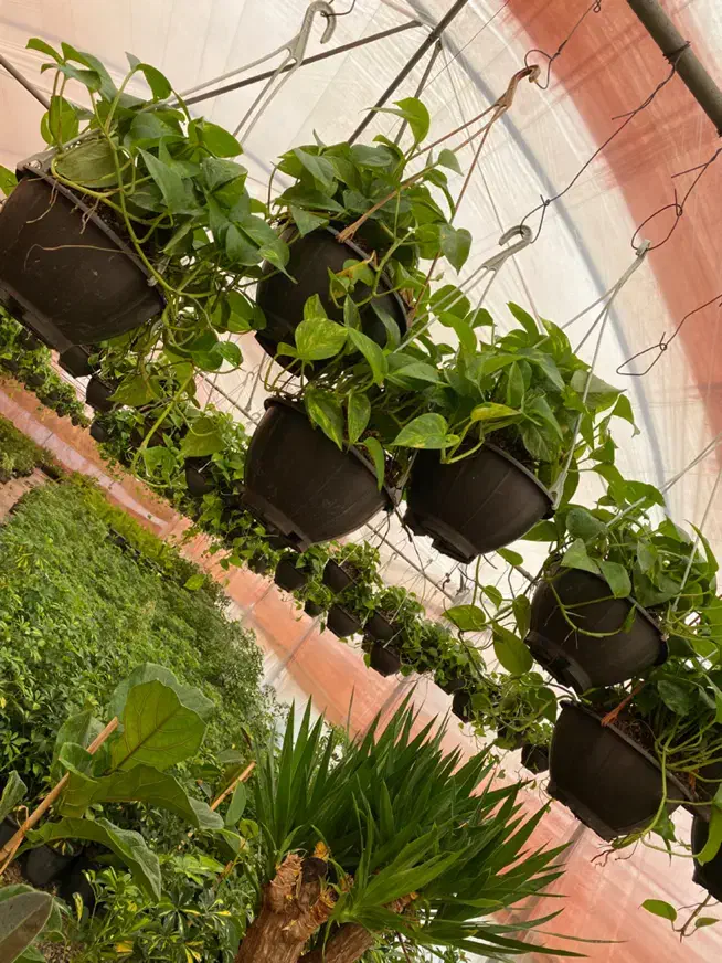 پتوس کاسه ، دیفن ، یوکا ، شامادورا|گل و گیاه طبیعی|قم, شهرک فاطمیه|دیوار