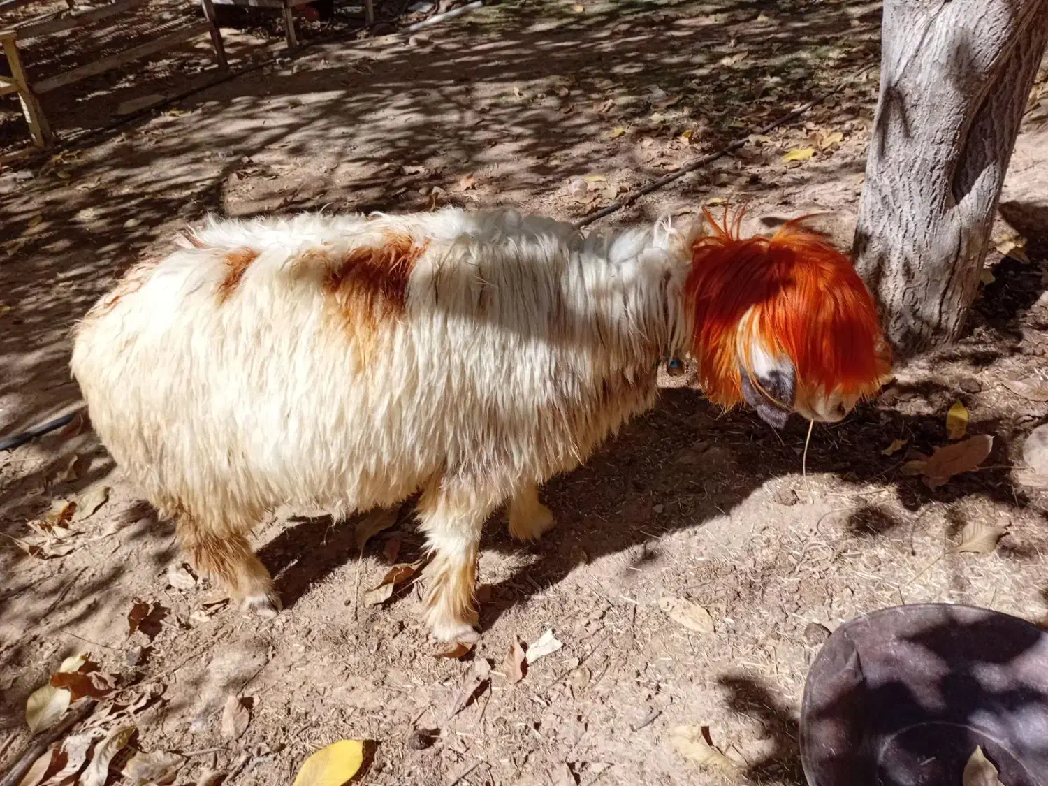 میش روزگاری|حیوانات مزرعه|بازفت, |دیوار