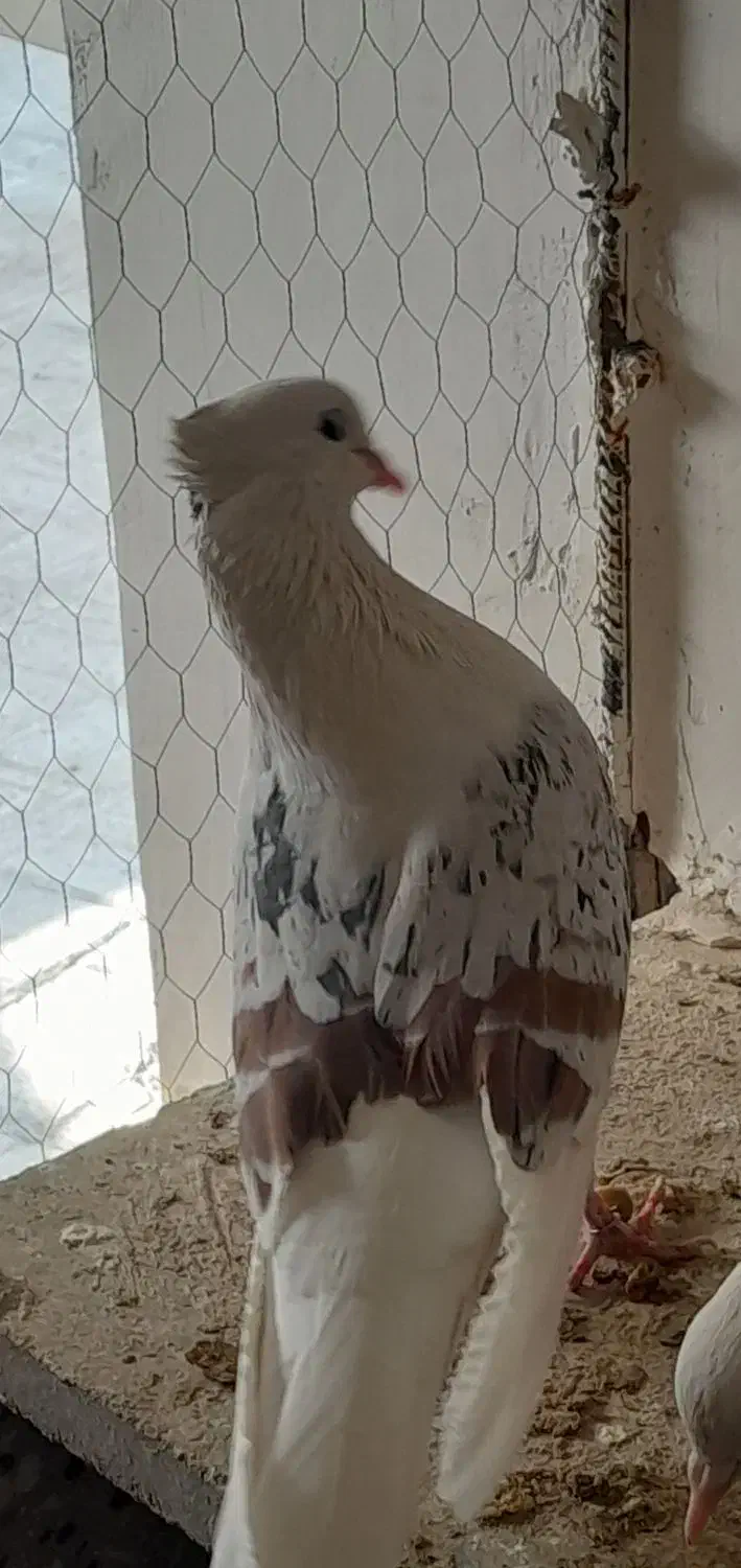 کبوتر|پرنده|دورود, |دیوار