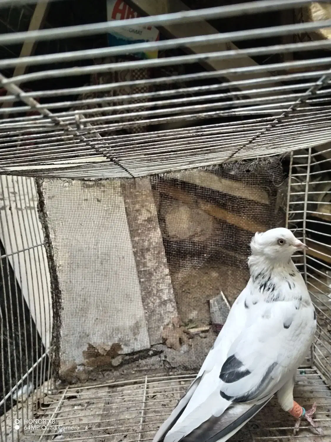 تهرونی  بالا رو، سار دم سفید کاکلی، قعره، کله جوزی|پرنده|مشهد, رضاییه|دیوار