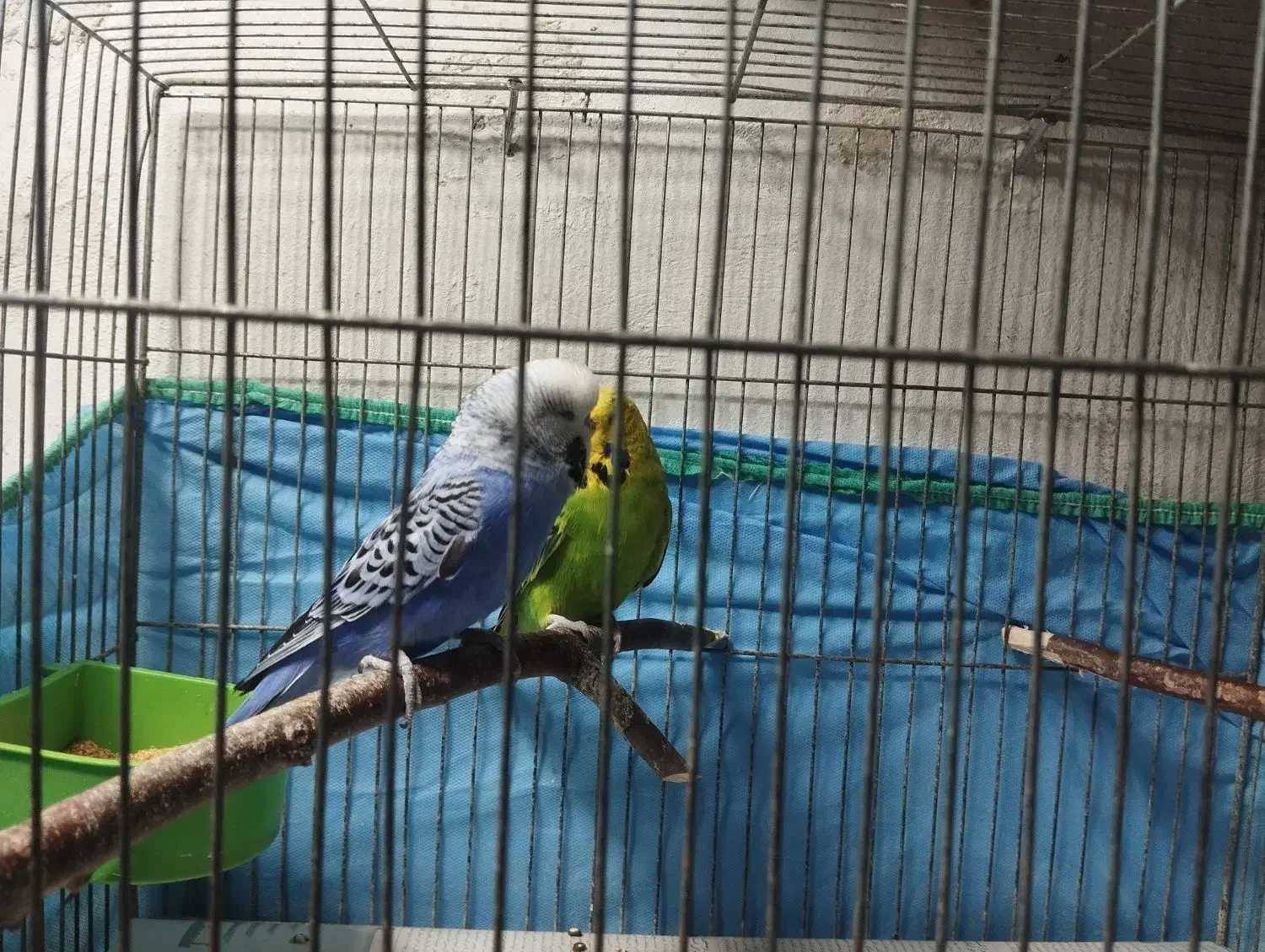 جفت مرغ عشق انگلیسی|پرنده|رشت, باهنر|دیوار