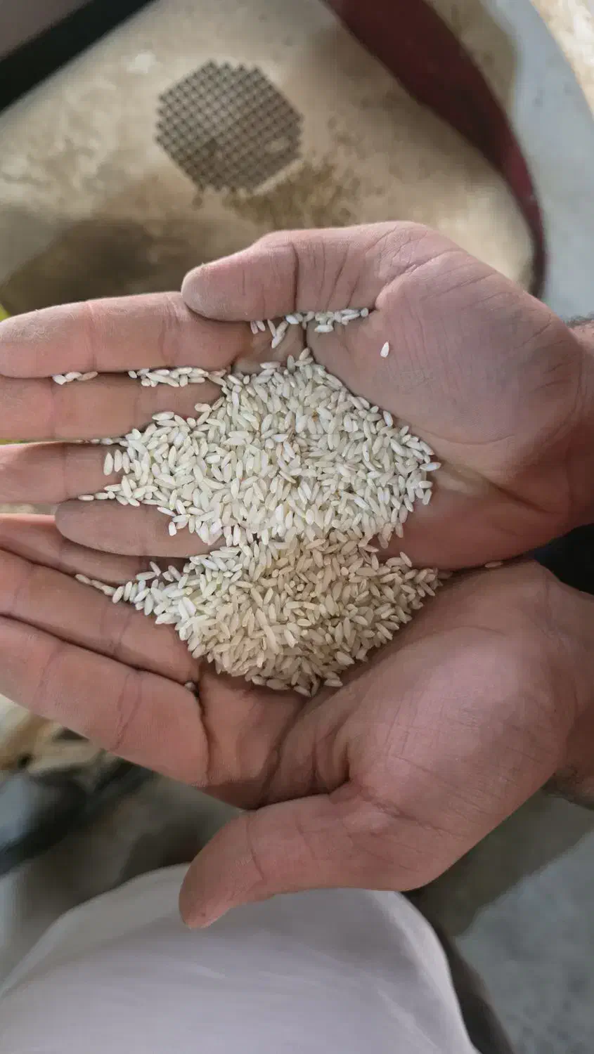 دانه بلند عنبر بو|خوردنی و آشامیدنی|شادگان, |دیوار