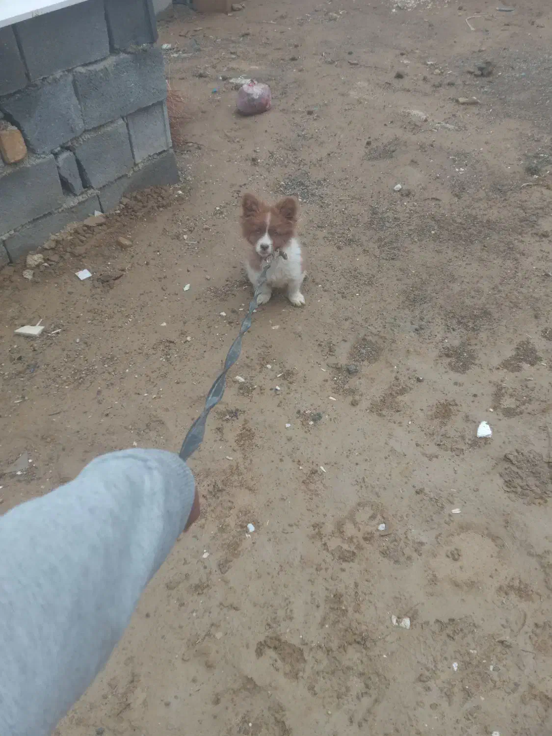 این سگ دزدیده شده|سگ|گلپایگان, |دیوار