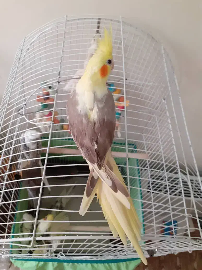 عروس هلندی|پرنده|تهران, جیحون|دیوار