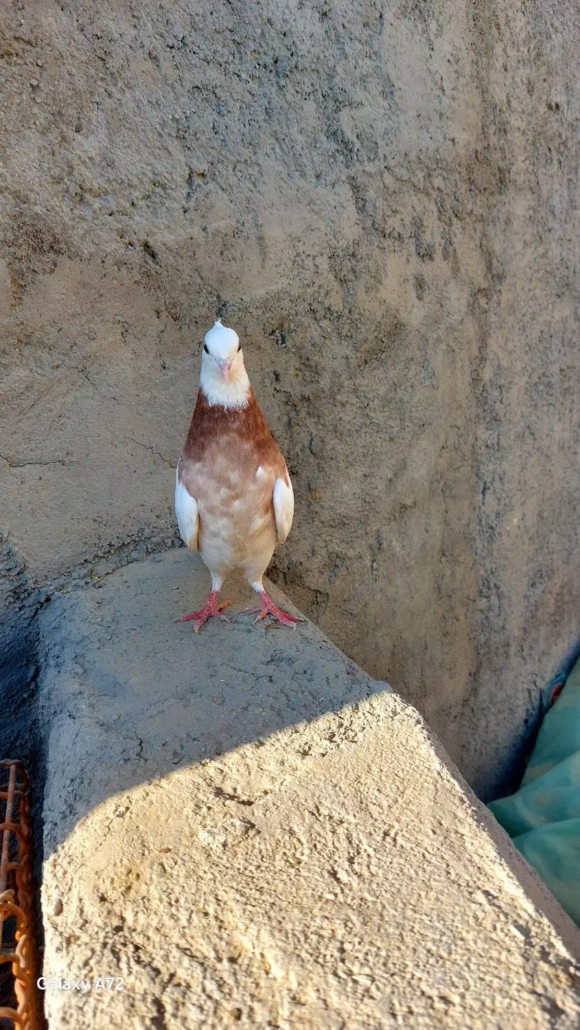 فروش  طوقی شازده|پرنده|مرودشت, شهرک بسیجیان|دیوار