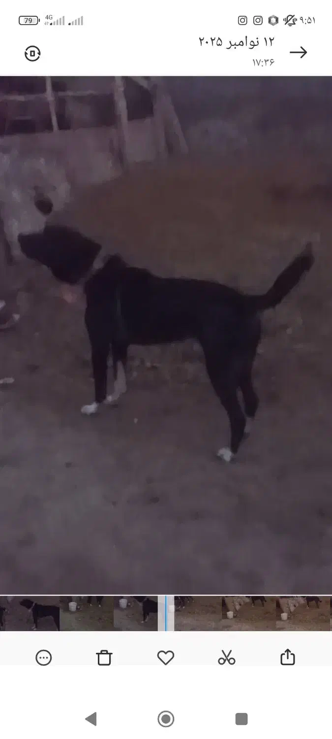 حمایت از حیوانات مناسب نگهبانی آدمی سفت|سگ|داران, |دیوار