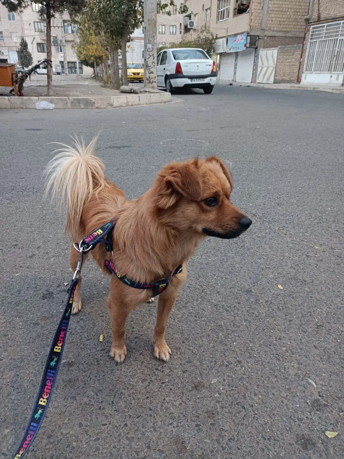 اشپیتز آلمانی خالص|سگ|فردیس, شهرک ۱۱۰|دیوار