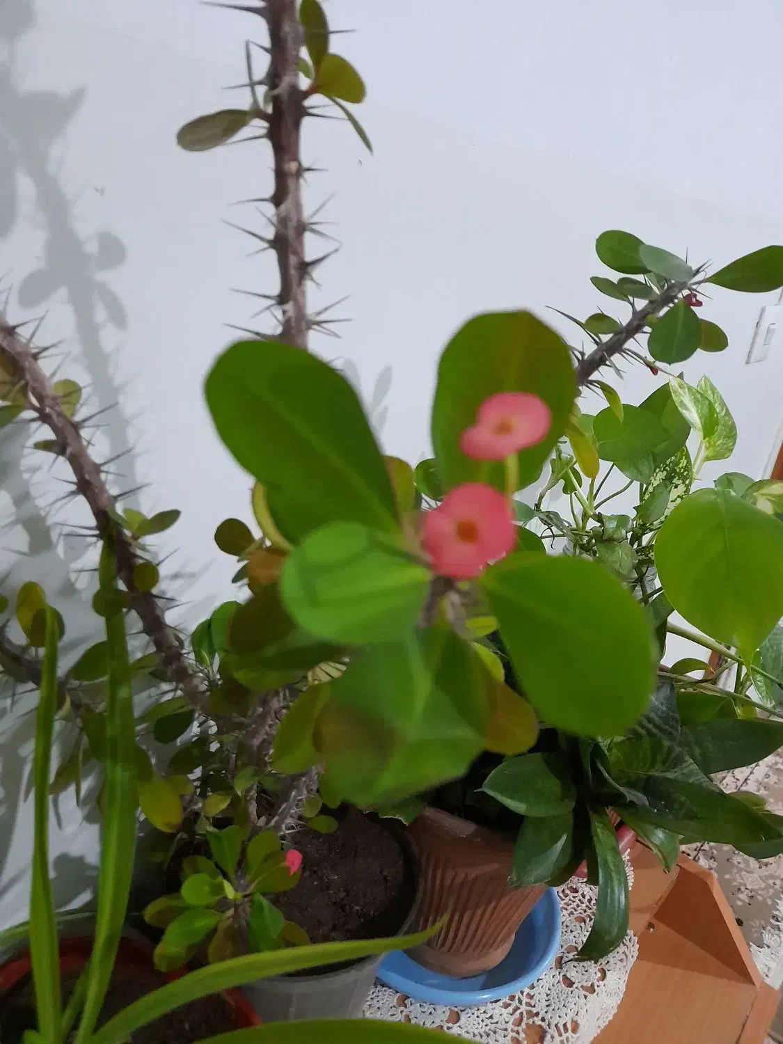 گل مرجان زیبا.|گل و گیاه طبیعی|زبرخان, |دیوار