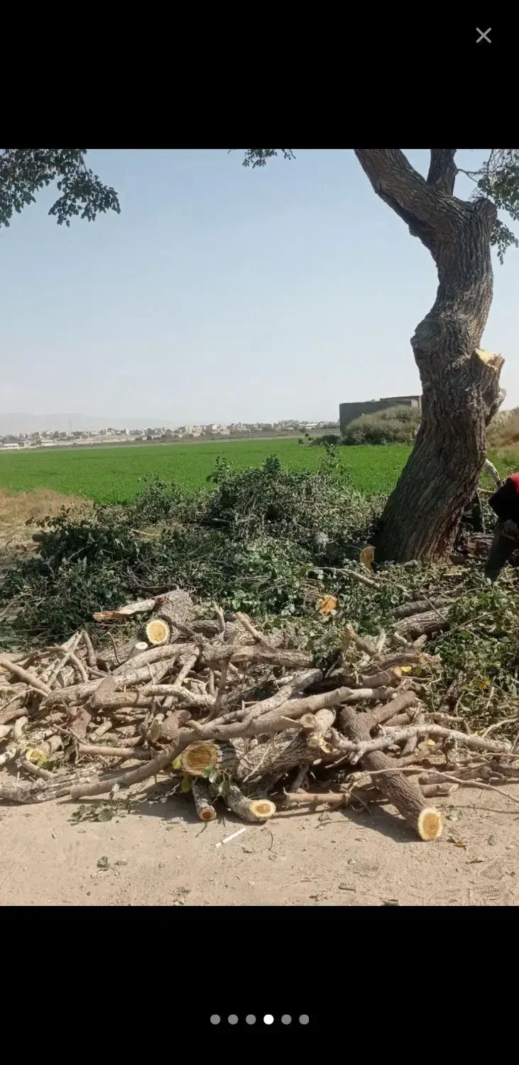 خریدار درخت..اره برقی|خدمات باغبانی و درختکاری|تاکستان, |دیوار