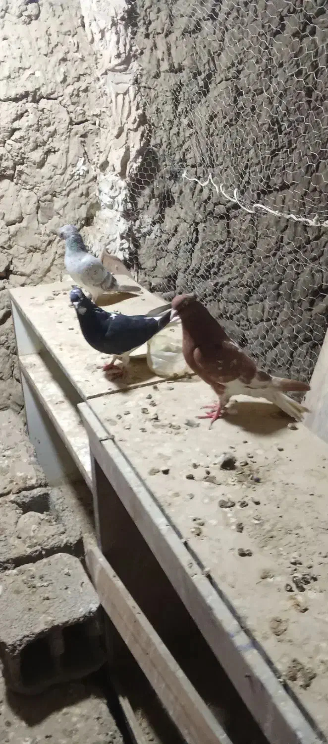 1000000|حیوانات|اسفراین, |دیوار