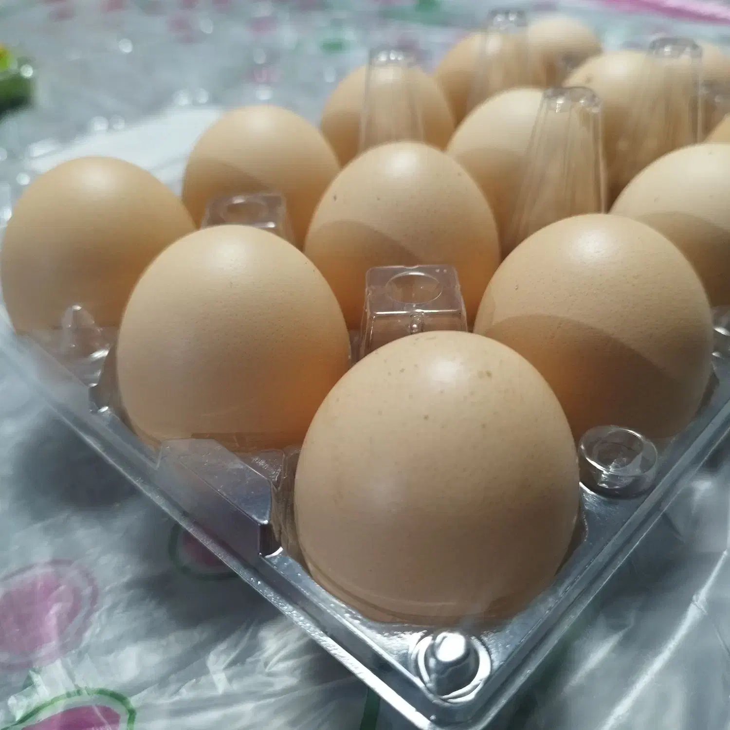 تخم مرغ محلی|خوردنی و آشامیدنی|شیراز, لاله|دیوار