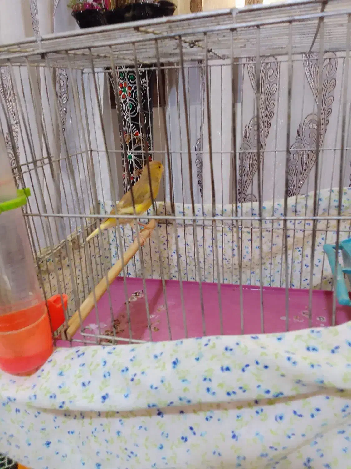 قناری نرجوان|پرنده|نهاوند, |دیوار