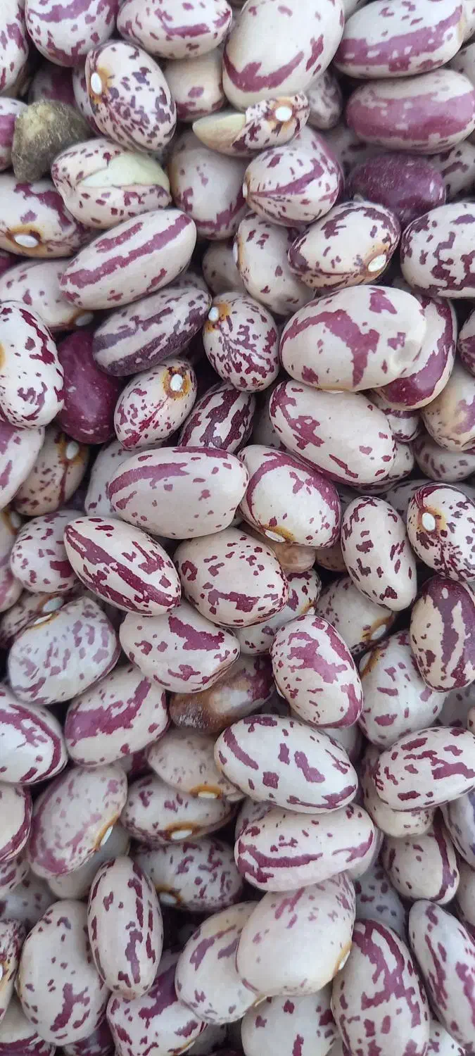 لوبیا چیتی ونخود|خوردنی و آشامیدنی|محمدیه-قزوین, |دیوار