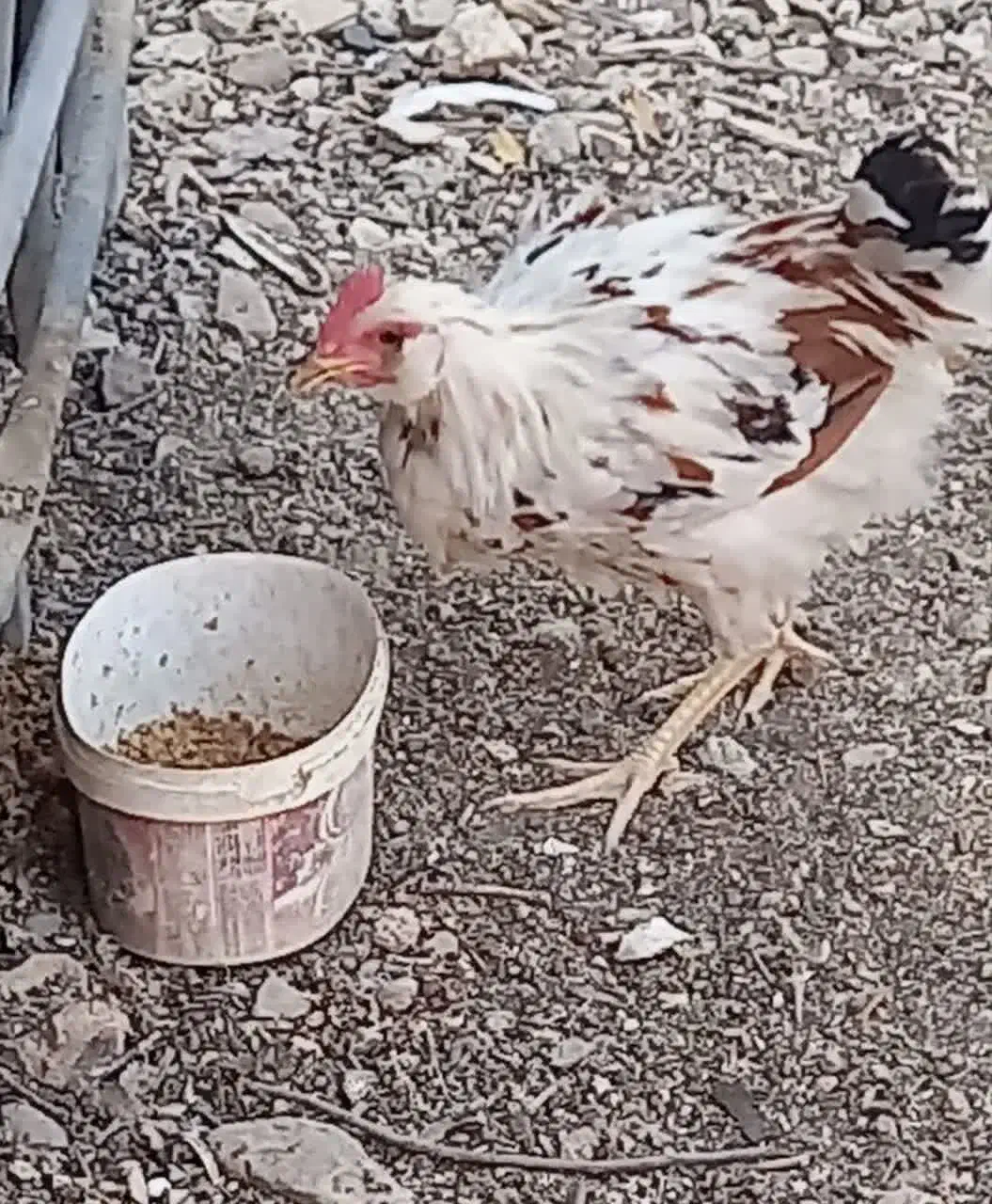 نیمچه خروس گلین|حیوانات مزرعه|پاکدشت, حصار امیر|دیوار