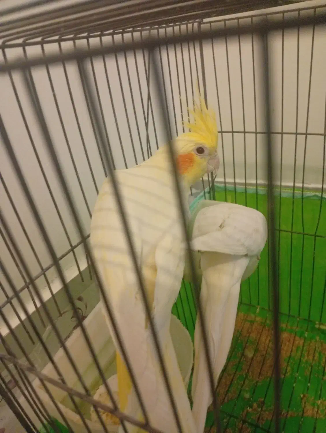 یک جفت عروس هلندی دستی. بشرط سخنگو بودن دستی بودن|پرنده|شاهینشهر, شهرک گلدیس|دیوار