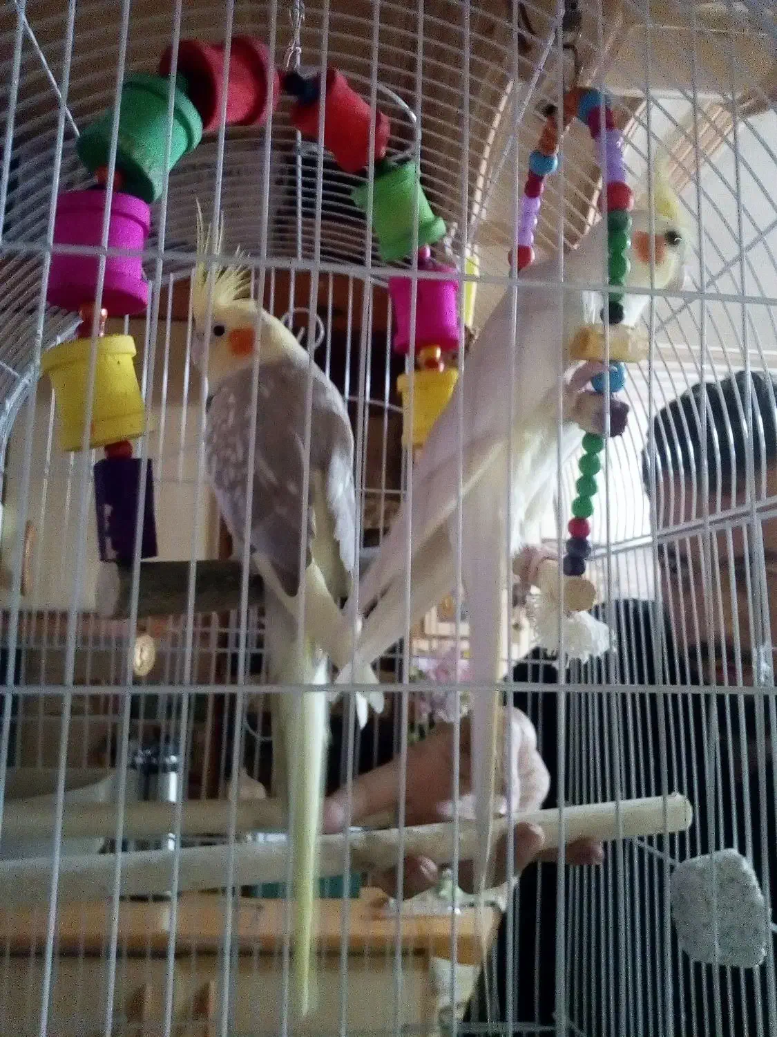 عروس هلندی نر و تخم|پرنده|کرج, شهرک خاتم النبیا|دیوار