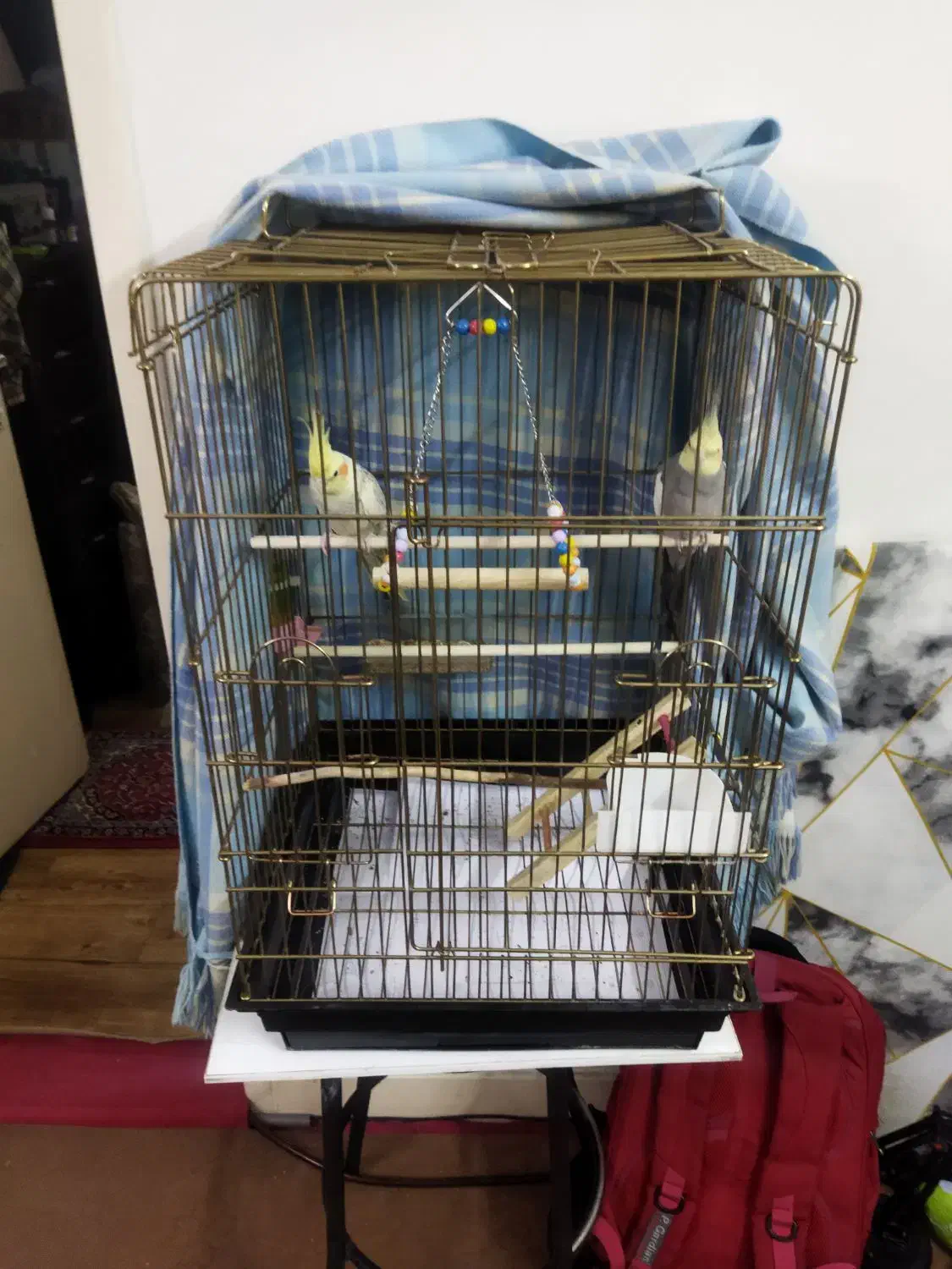 جفت مولد سخنگو عروس هلندی|پرنده|تهران, دولاب|دیوار