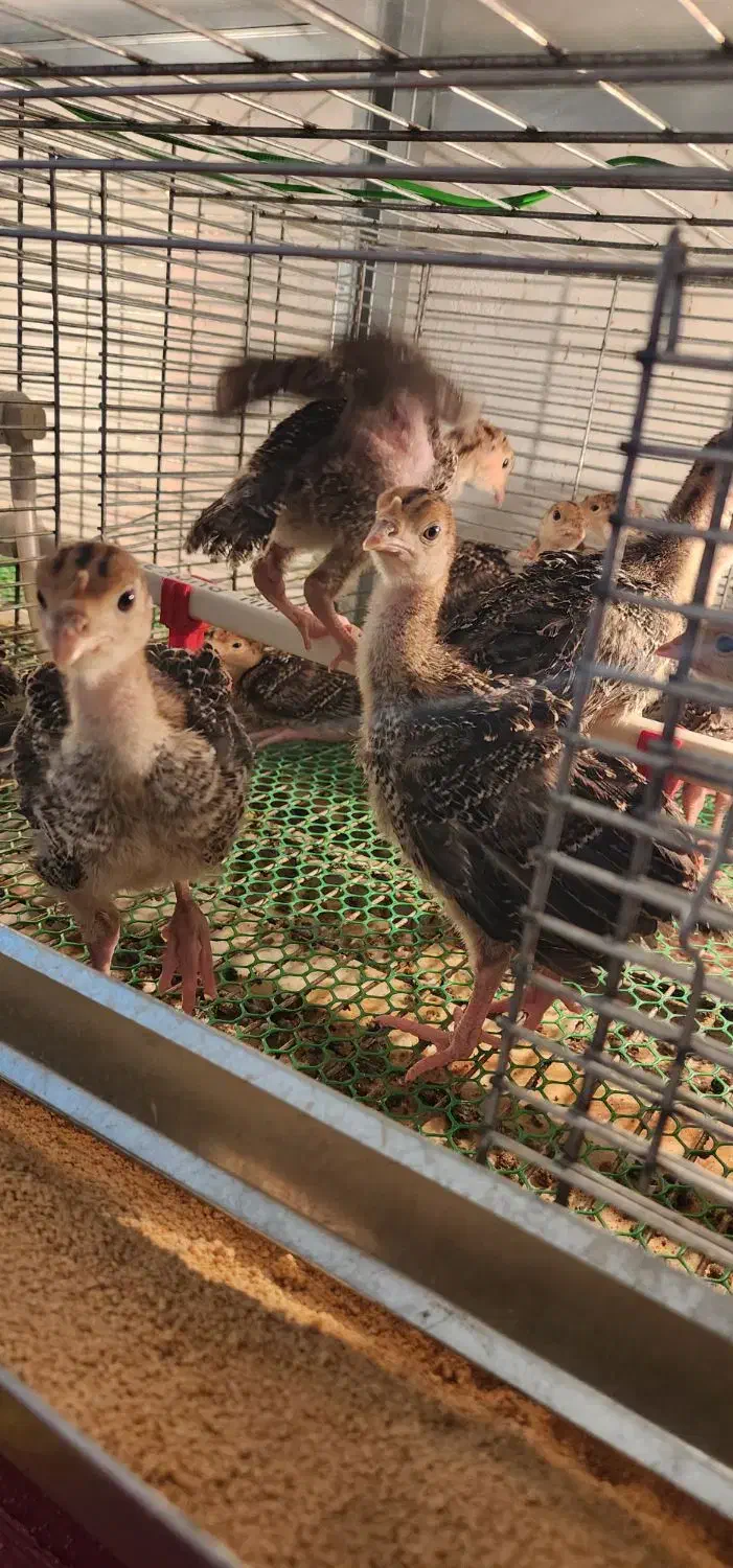 جوجه بوقلمون ۲۰ روزه برنز و بوربون|حیوانات مزرعه|بابل, |دیوار