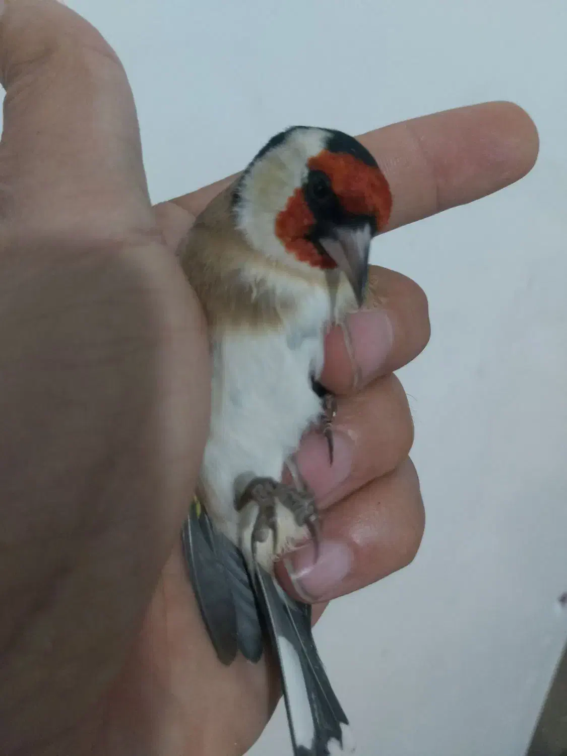 سهره های سوا شده نرو ماده|پرنده|تبریز, |دیوار