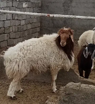 یک عدد بره و یک بزغاله|حیوانات مزرعه|قائن, |دیوار