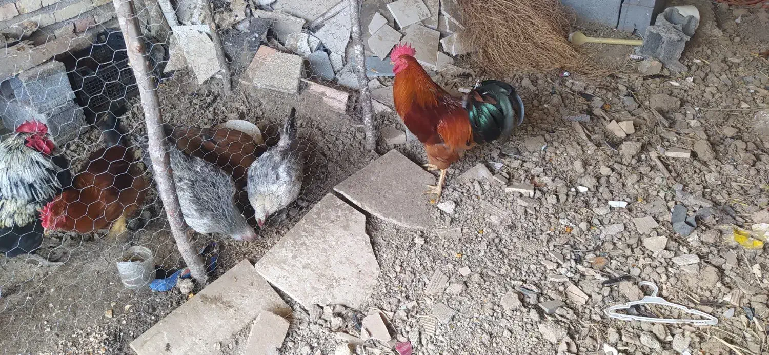 خروس محلی بالغ|حیوانات مزرعه|سورک, |دیوار