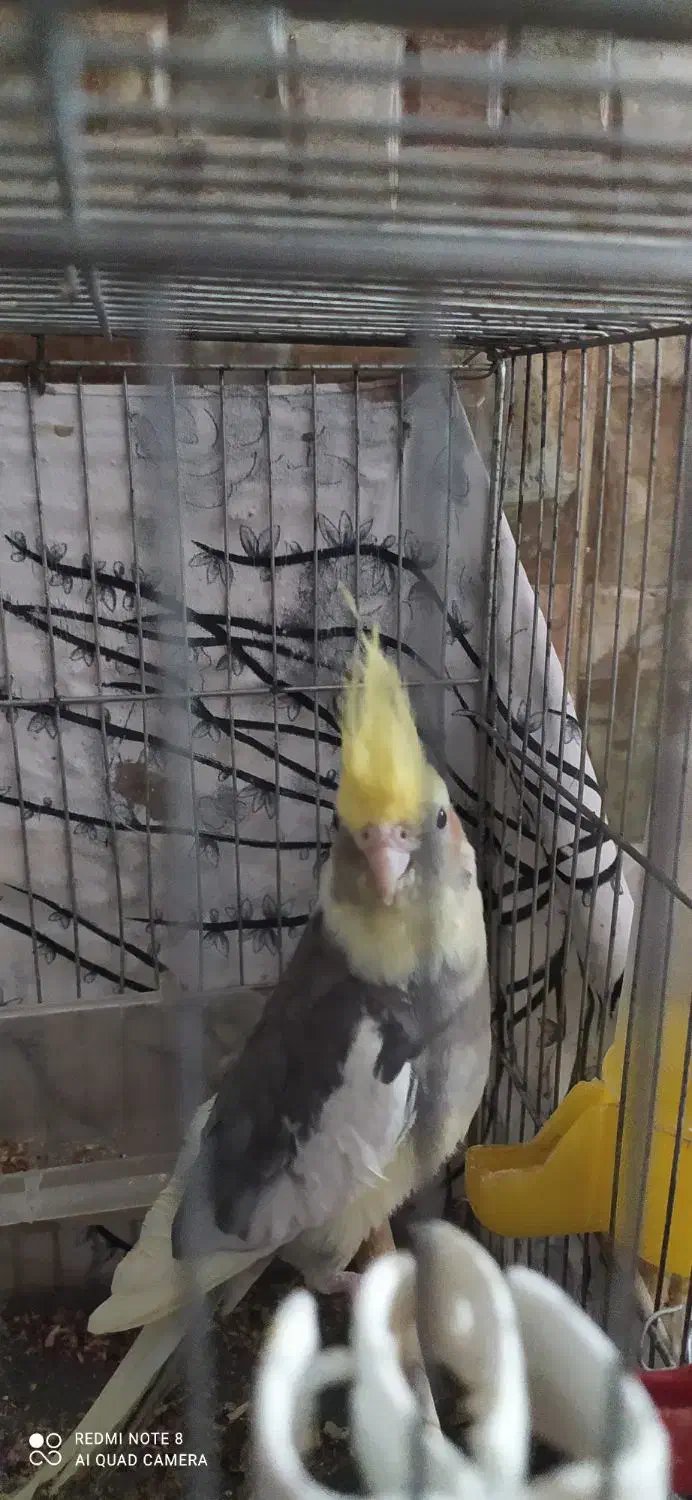 عروس هلندی|پرنده|اسفیچ, |دیوار