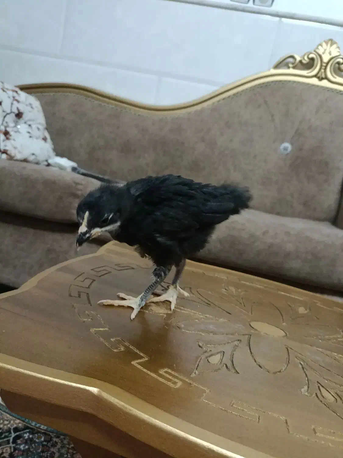 تخم مرغ نطفه دار ابریشمی وجوجه رسمی دوماهه|حیوانات مزرعه|قم, حاج خلیل|دیوار