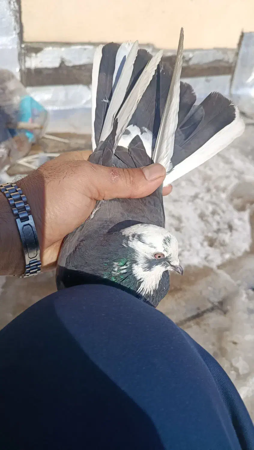 پرنده جفت|پرنده|اردبیل, |دیوار