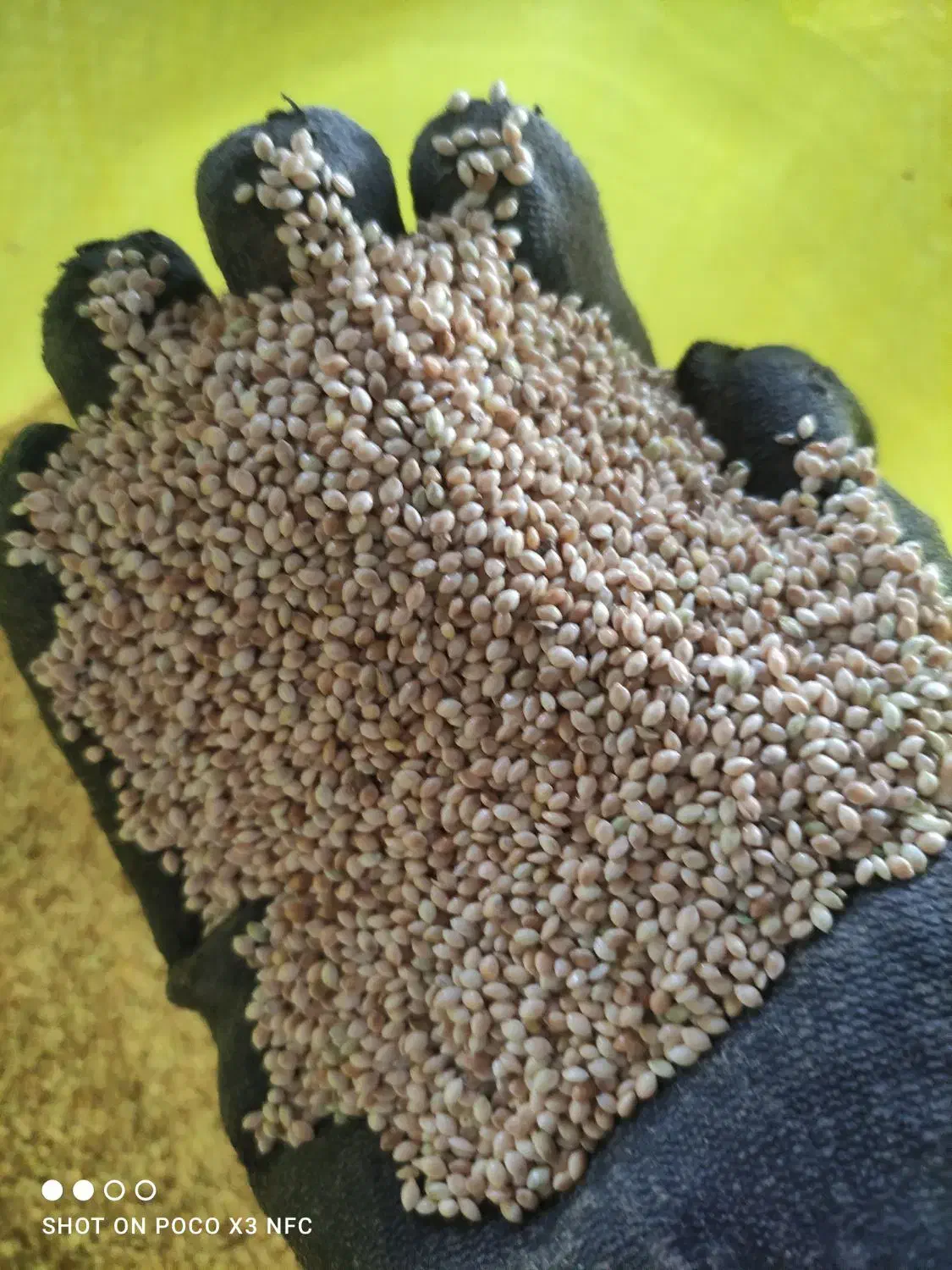 ارزن و بذر گلرنگ پاک شده|عمدهفروشی|اصفهان, براآن شمالی|دیوار