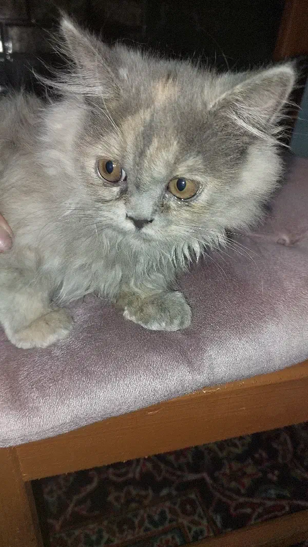 گربه|گربه|رامسر, |دیوار