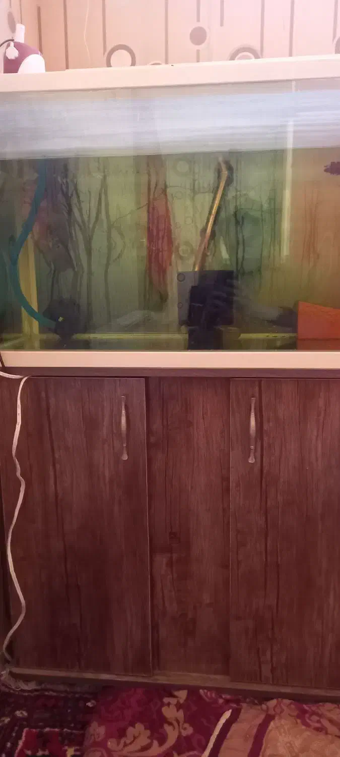۲ عدد آکواریوم با میز و ماهی ها|ماهی|تبریز, |دیوار