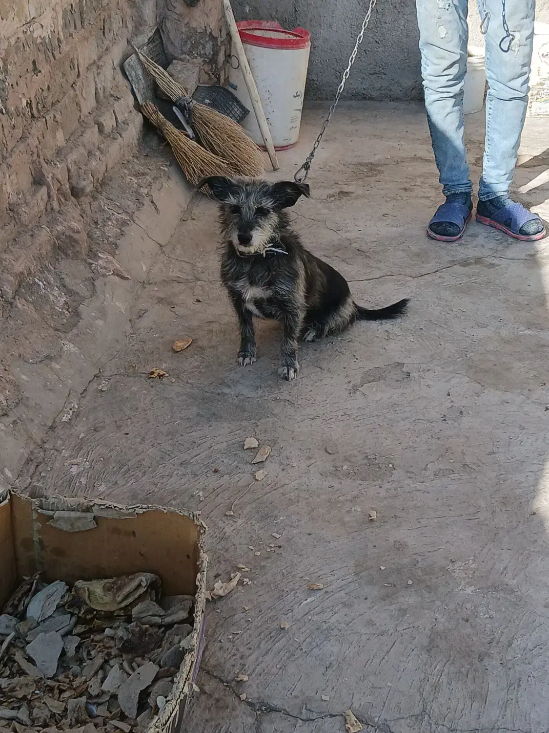 واگذاری سگ|سگ|سبزوار, قصبه غربی|دیوار