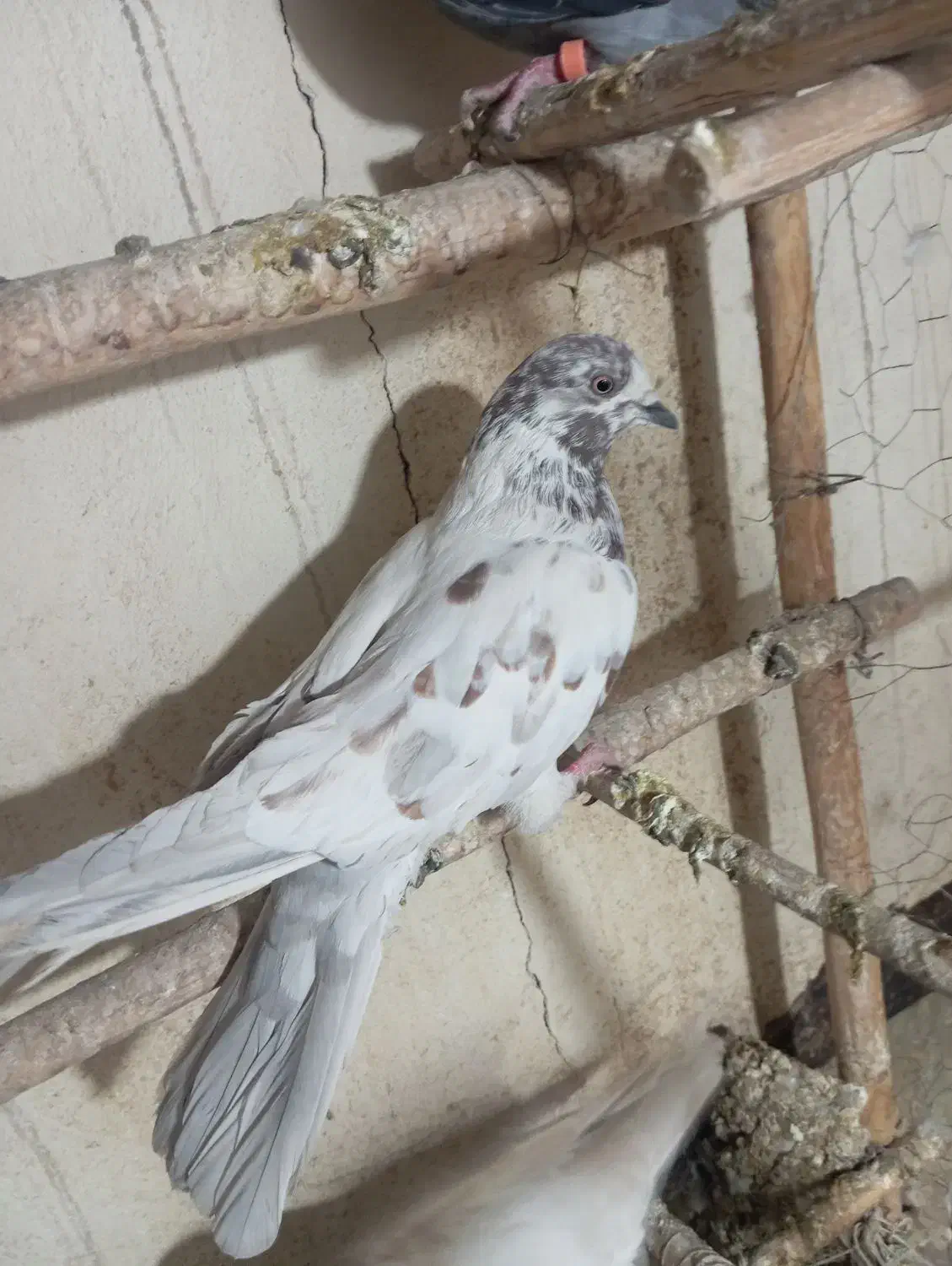 کفتر|پرنده|قم, مهر آباد|دیوار