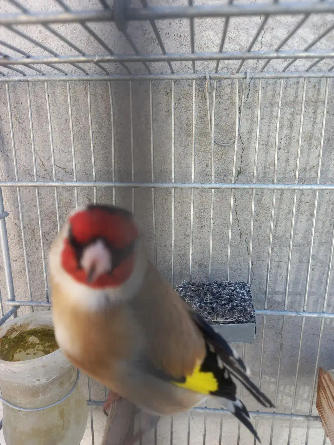 سهرهنرسرسیاه|پرنده|شیراز, لاله|دیوار