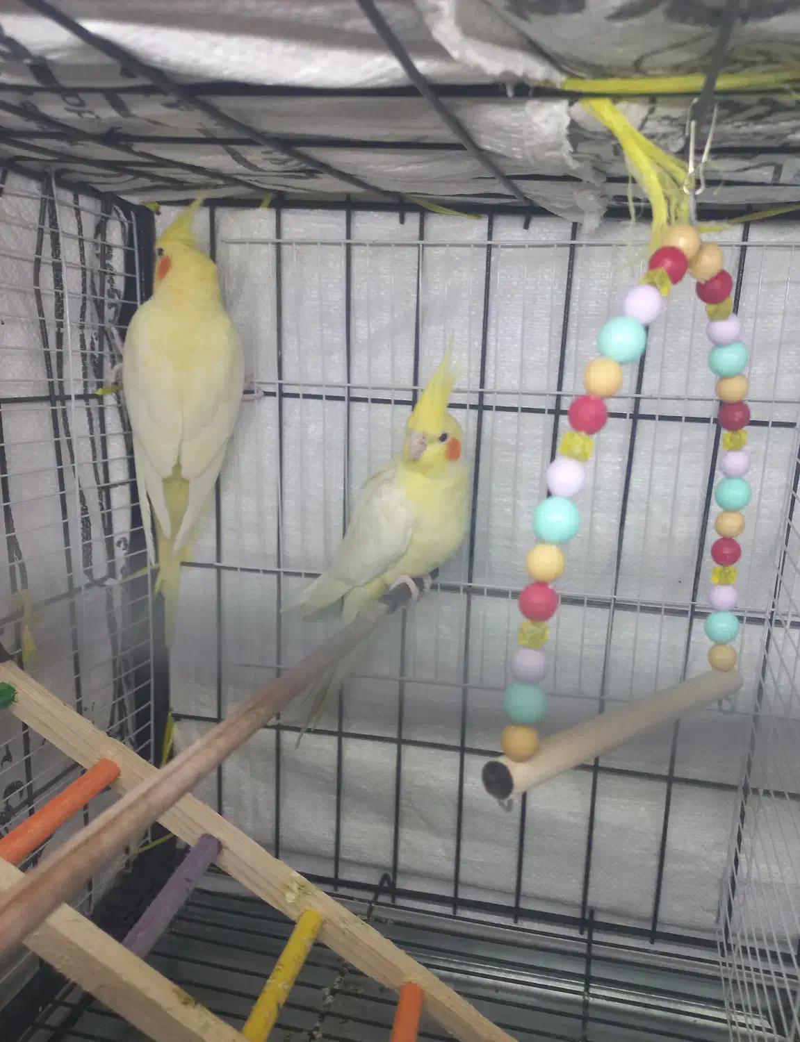 عروس هلندی زعفرانی|پرنده|آبدانان, |دیوار