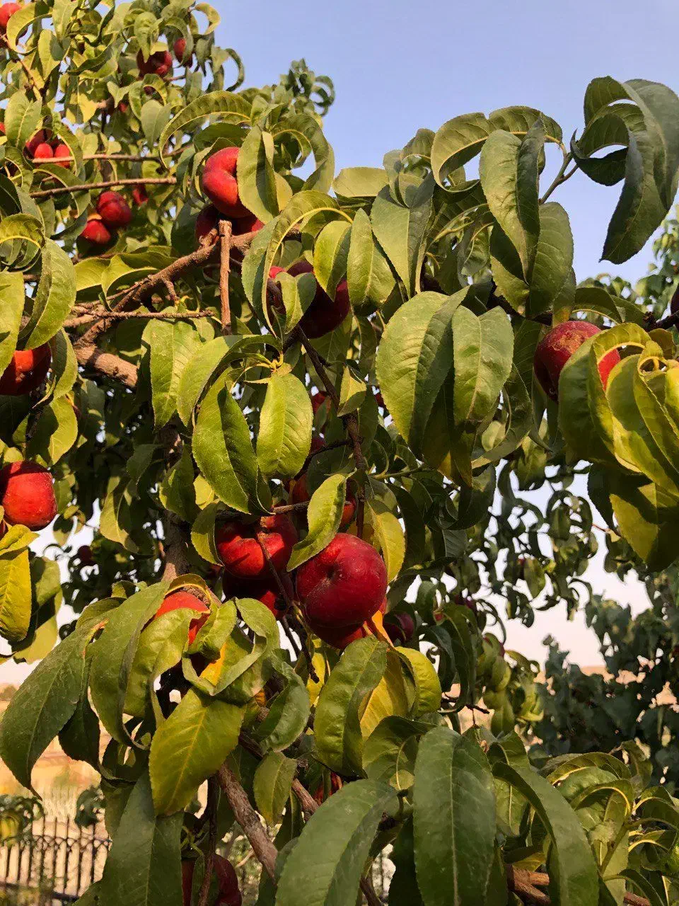 فروش باغ ویلا|فروش خانه و ویلا|بومهن, |دیوار