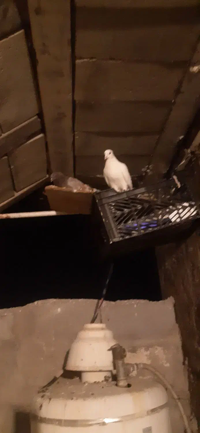 کبوتر طوقی و پلاکی...|پرنده|دهدشت, |دیوار