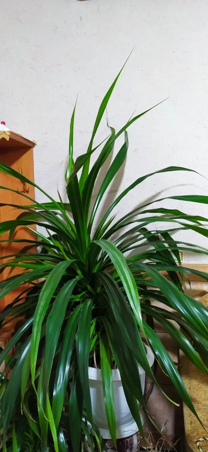 گل وگیاه|گل و گیاه طبیعی|ماهان, |دیوار