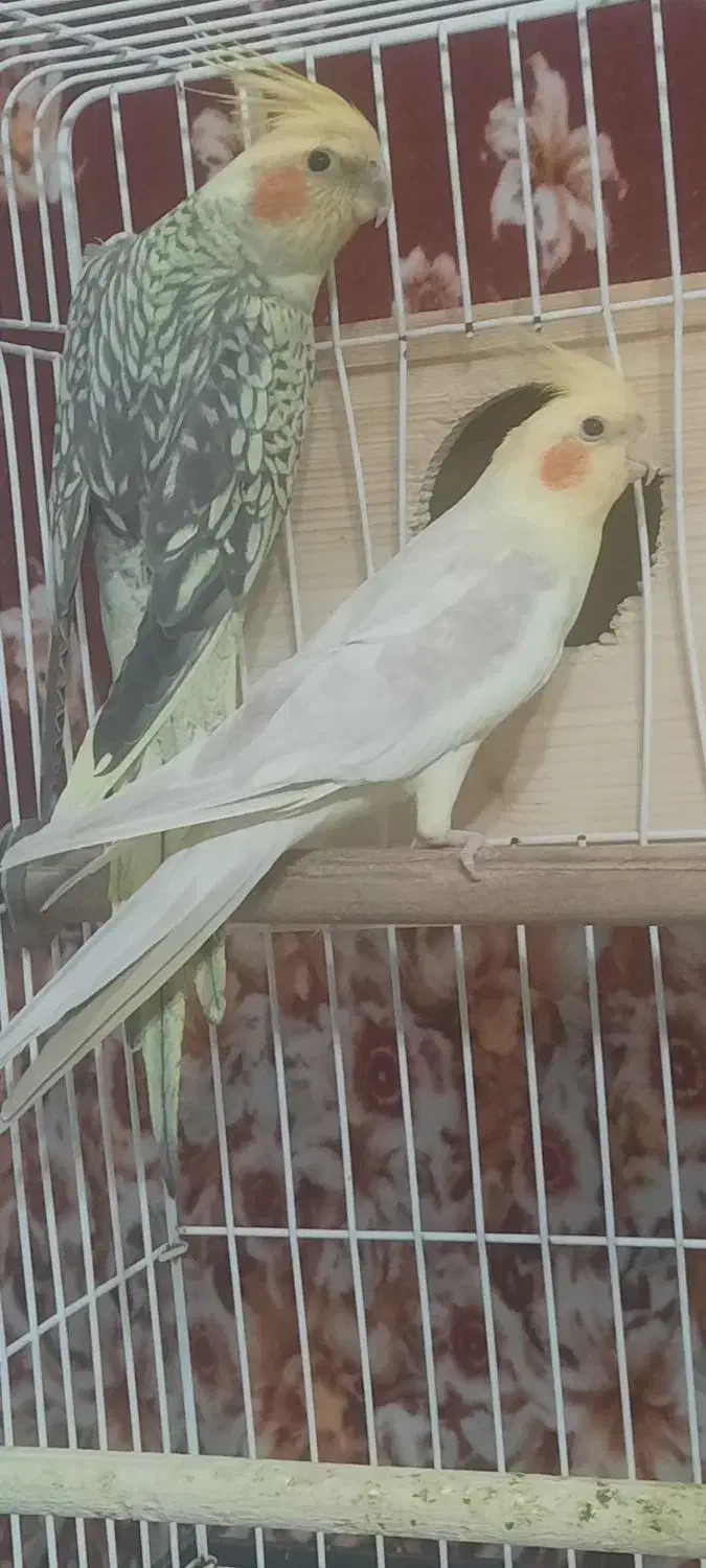 عروس هلندی جفت|پرنده|رشت, گلسار|دیوار