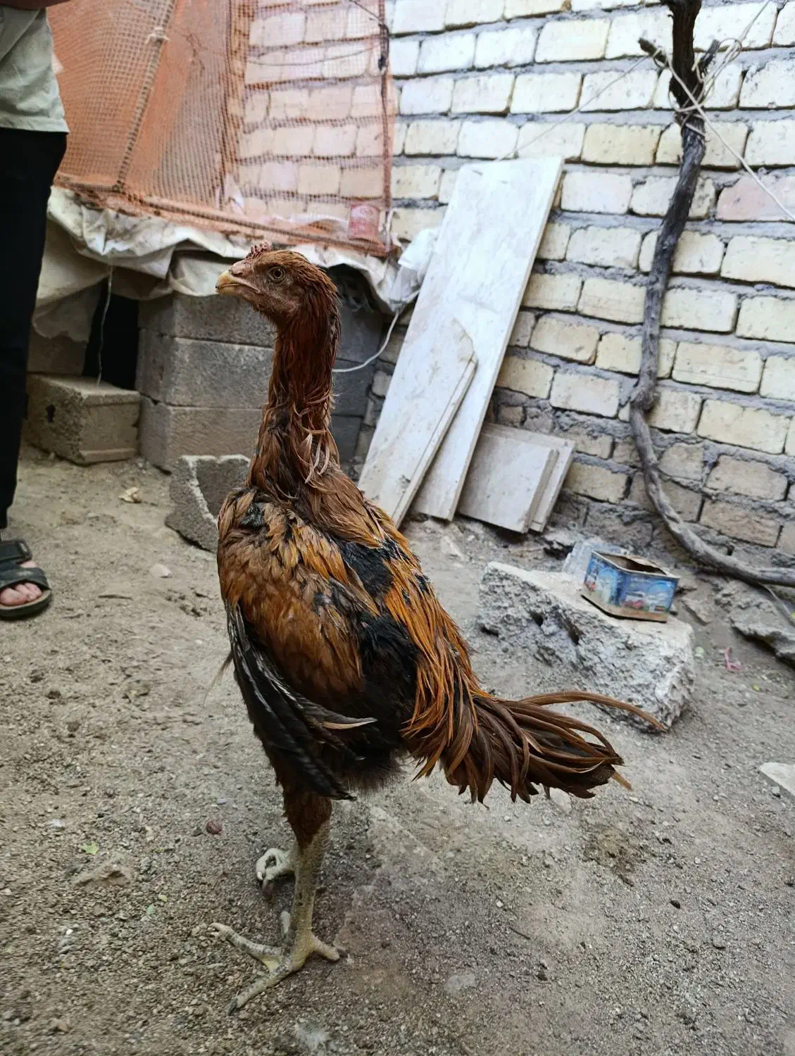 ۳جوجه خروس و مرغ نسل لاری|حیوانات مزرعه|تهران, امام زاده حسن|دیوار