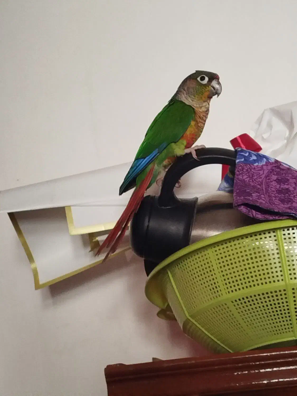 گیریچیک نر اهلی هست|پرنده|مهاباد (آذربایجان غربی), |دیوار