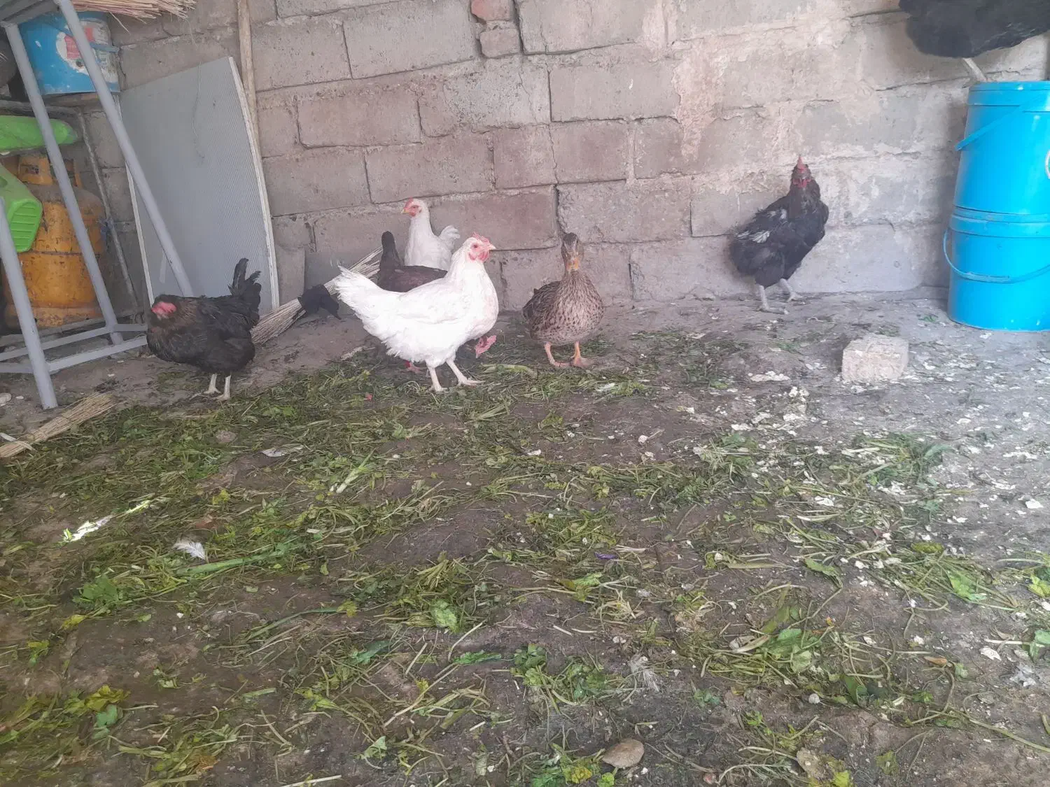 مرغ واردک|حیوانات مزرعه|صحنه, |دیوار