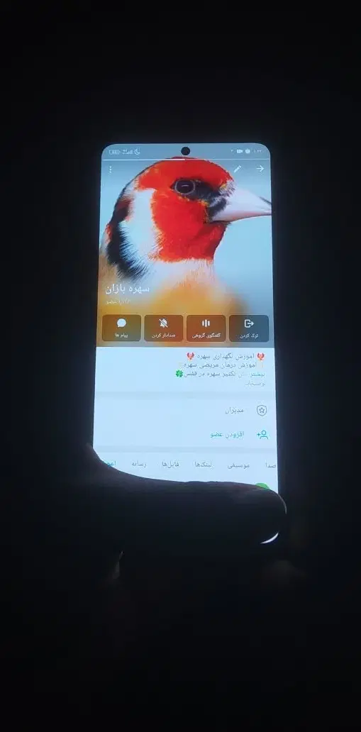 جوجه سهره چونه سفید و سهره زاغ|پرنده|تهران, فردوسی|دیوار