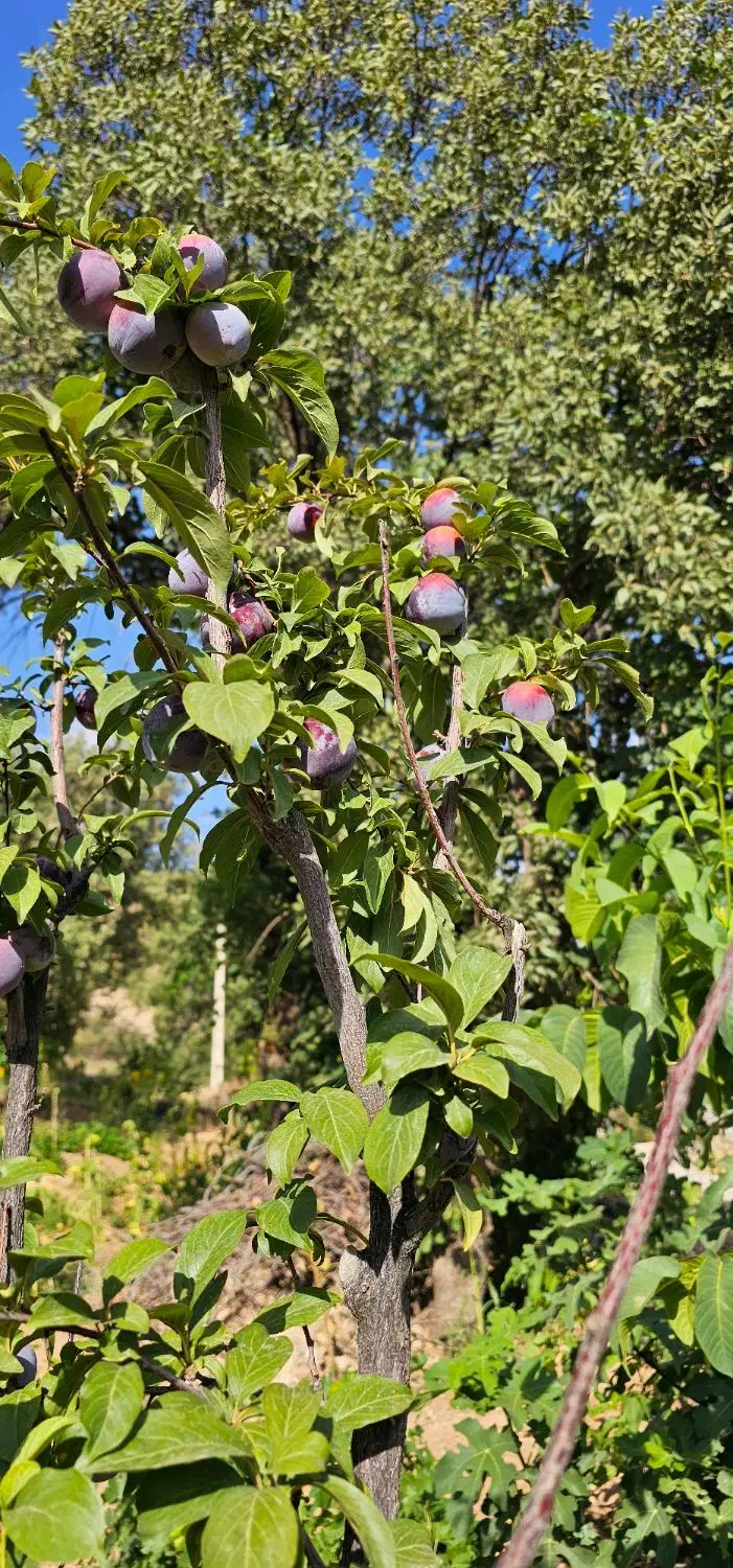 نگهبان خانه روستایی|استخدام سرایداری و نظافت|پاتاوه, |دیوار