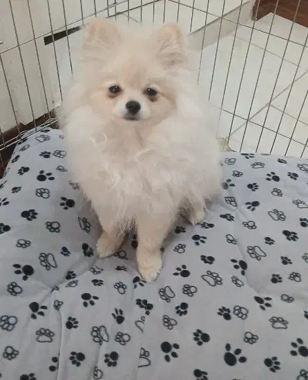 سگ پامرانین|سگ|پردیس, فاز ۱۱|دیوار