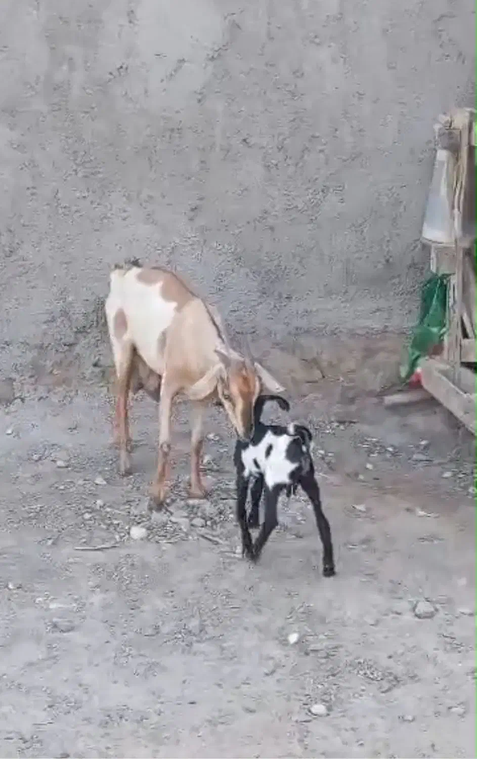 بز دوکهری|حیوانات مزرعه|بندرلنگه, |دیوار