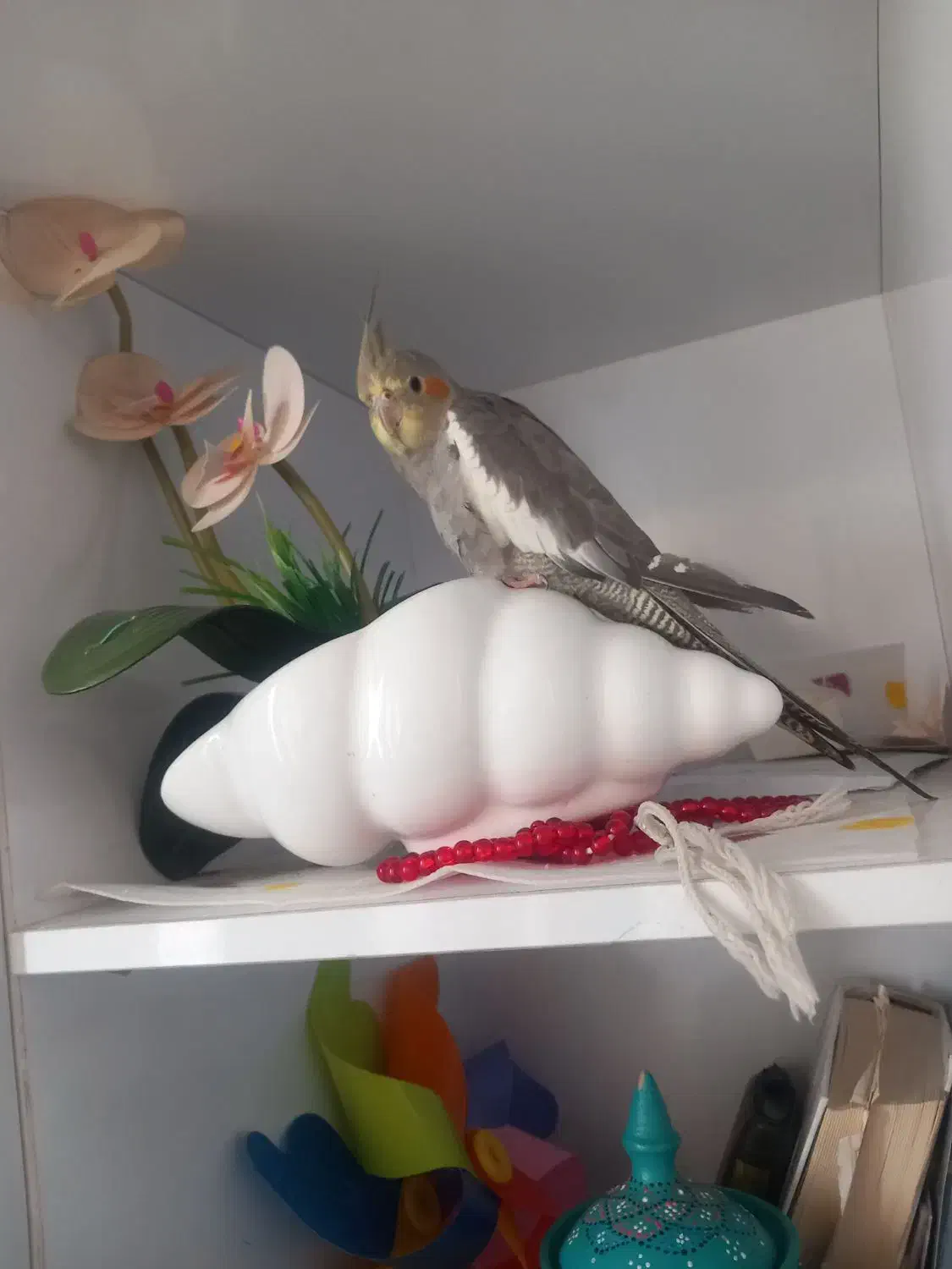 عروس هلندی|پرنده|آستانه اشرفیه, |دیوار